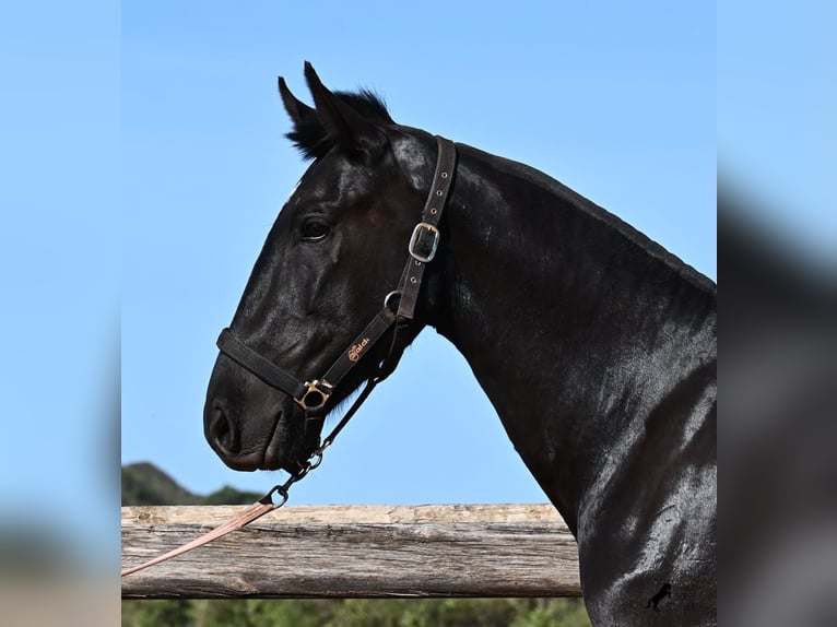 Minorquin Jument 3 Ans 157 cm Noir in Menorca