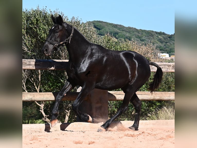 Minorquin Jument 3 Ans 157 cm Noir in Menorca