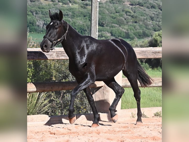 Minorquin Jument 3 Ans 157 cm Noir in Menorca