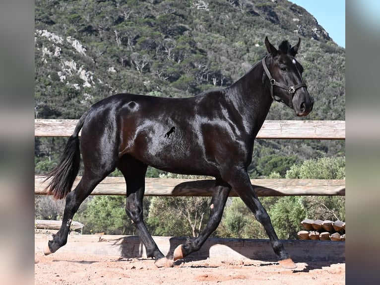 Minorquin Jument 3 Ans 157 cm Noir in Menorca
