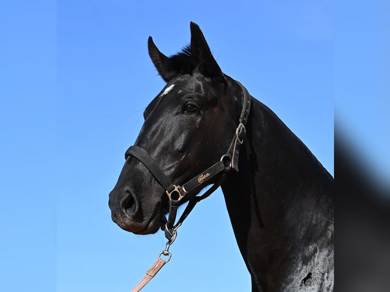 Minorquin Jument 3 Ans 157 cm Noir in Menorca