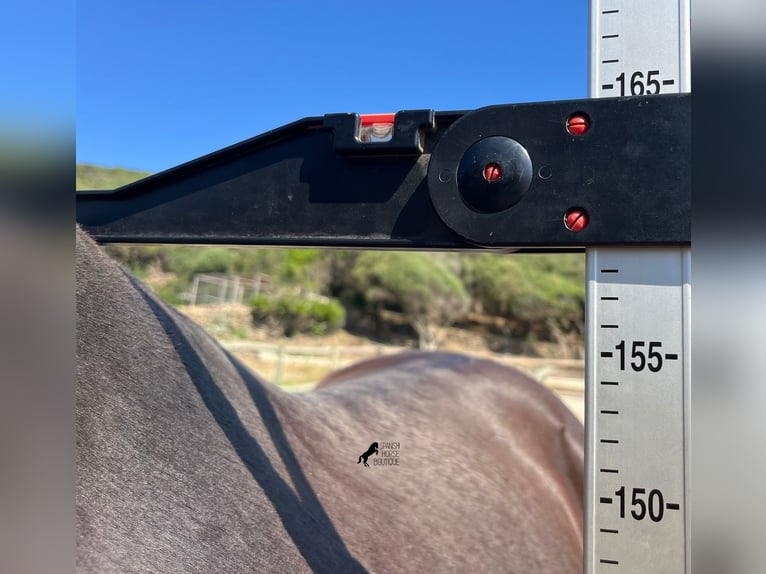 Minorquin Jument 3 Ans 158 cm Noir in Menorca