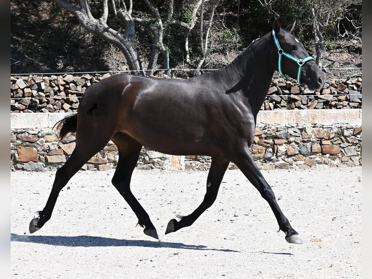 Minorquin Jument 3 Ans 158 cm Noir in Menorca