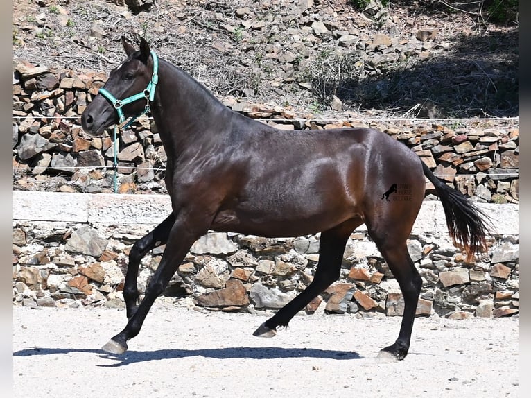 Minorquin Jument 3 Ans 158 cm Noir in Menorca