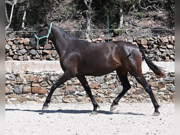 Minorquin Jument 3 Ans 158 cm Noir in Menorca