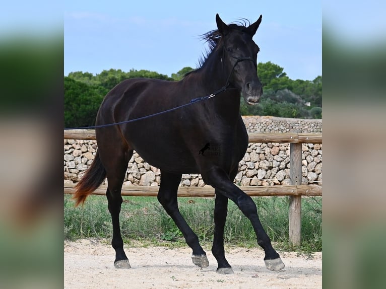 Minorquin Jument 3 Ans 159 cm Noir in Menorca