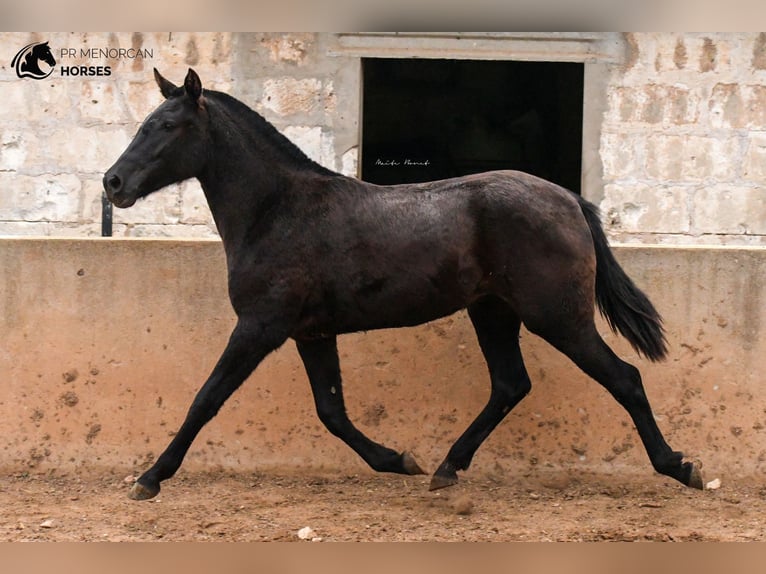 Minorquin Jument 3 Ans 159 cm Noir in Menorca