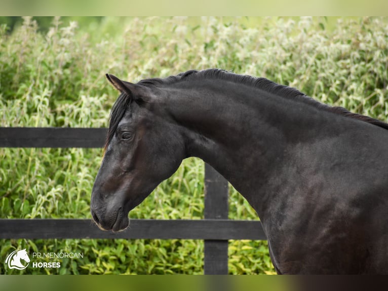 Minorquin Jument 3 Ans 160 cm Noir in Kent