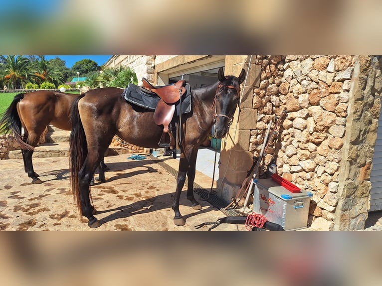 Minorquin Jument 3 Ans 160 cm Noir in Manacor