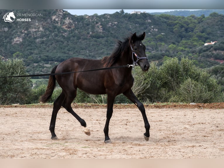 Minorquin Jument 3 Ans 161 cm Noir in Menorca