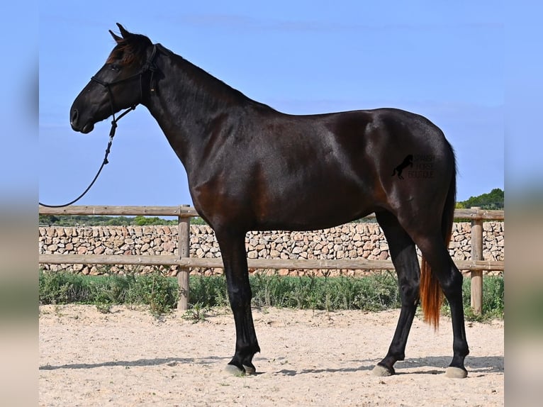 Minorquin Jument 3 Ans 161 cm Noir in Menorca