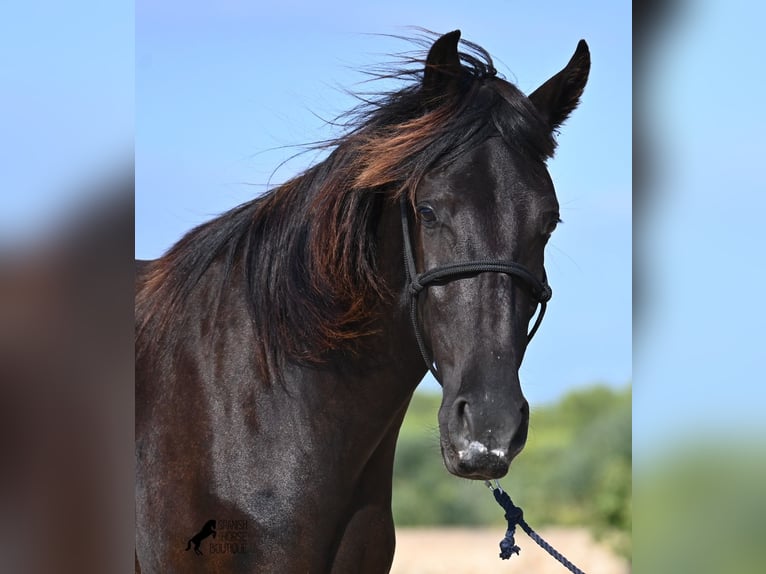 Minorquin Jument 3 Ans 161 cm Noir in Menorca