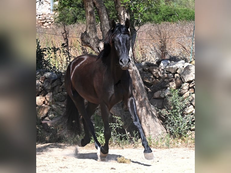 Minorquin Jument 3 Ans 162 cm Noir in Menorca