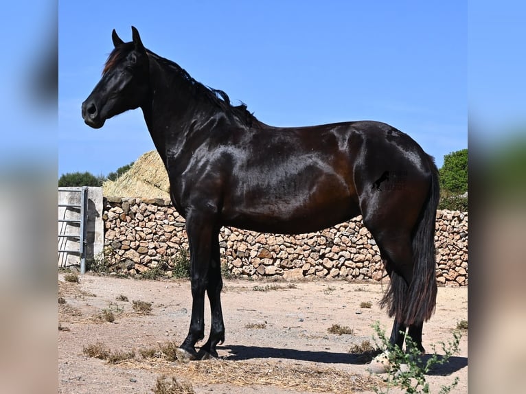 Minorquin Jument 3 Ans 162 cm Noir in Menorca