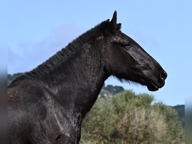 Minorquin Jument 3 Ans 163 cm Noir in Menorca