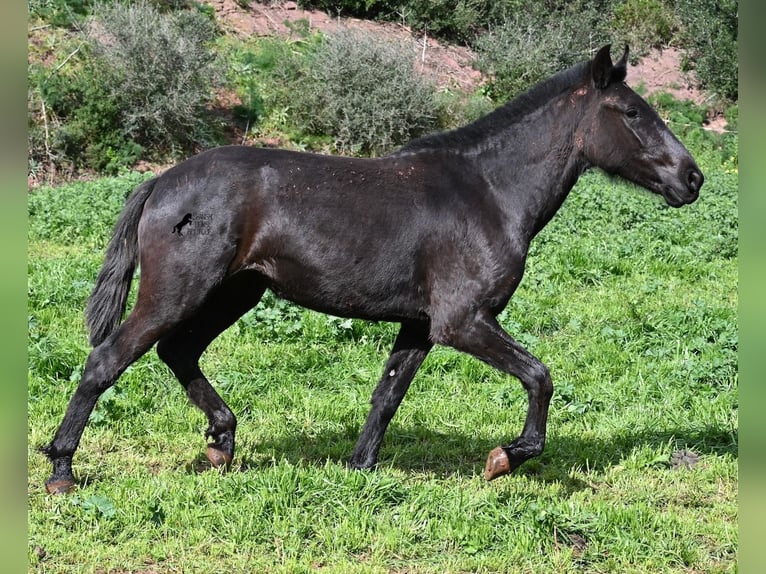 Minorquin Jument 3 Ans 163 cm Noir in Menorca