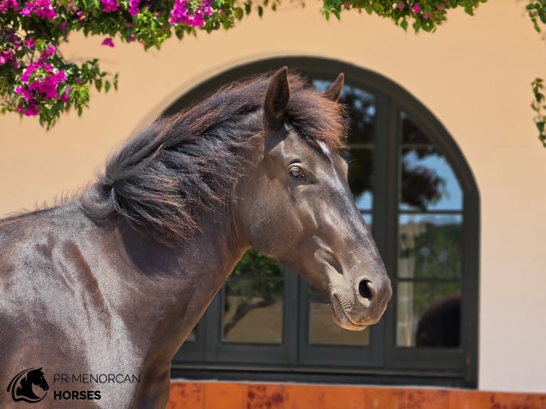 Minorquin Jument 3 Ans 165 cm Noir in Menorca