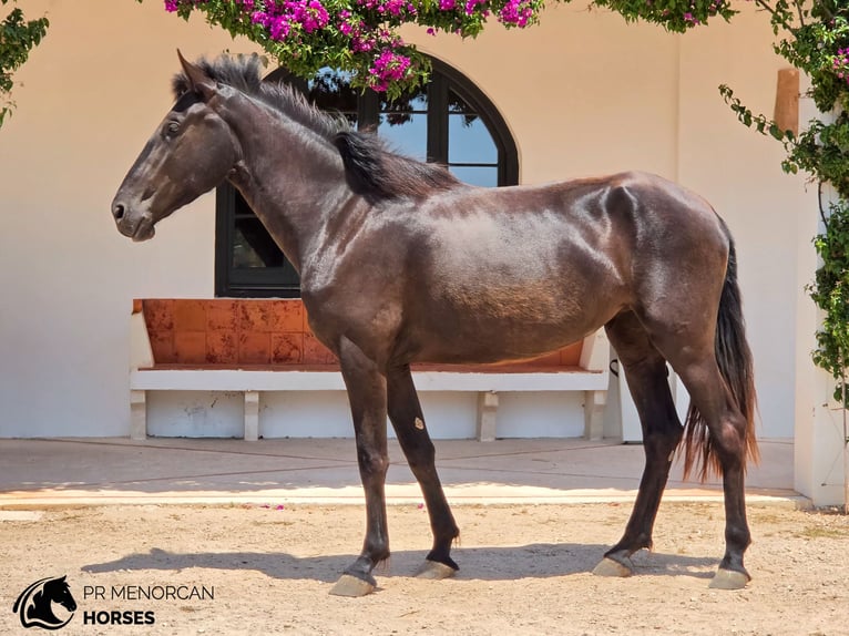 Minorquin Jument 3 Ans 165 cm Noir in Menorca