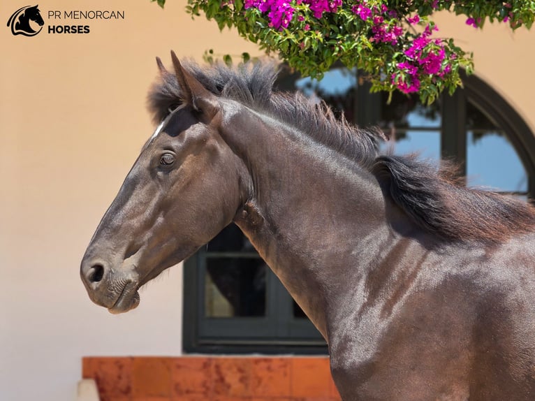 Minorquin Jument 3 Ans 165 cm Noir in Menorca
