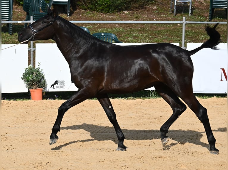 Minorquin Jument 3 Ans 165 cm Noir in Menorca