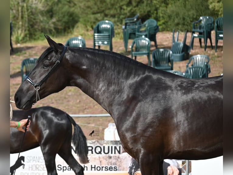 Minorquin Jument 3 Ans 165 cm Noir in Menorca