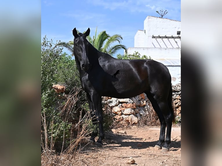 Minorquin Jument 3 Ans 166 cm Noir in Menorca