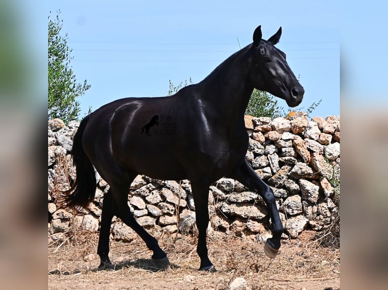 Minorquin Jument 3 Ans 166 cm Noir in Menorca