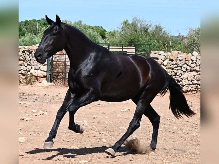 Minorquin Jument 3 Ans 166 cm Noir in Menorca