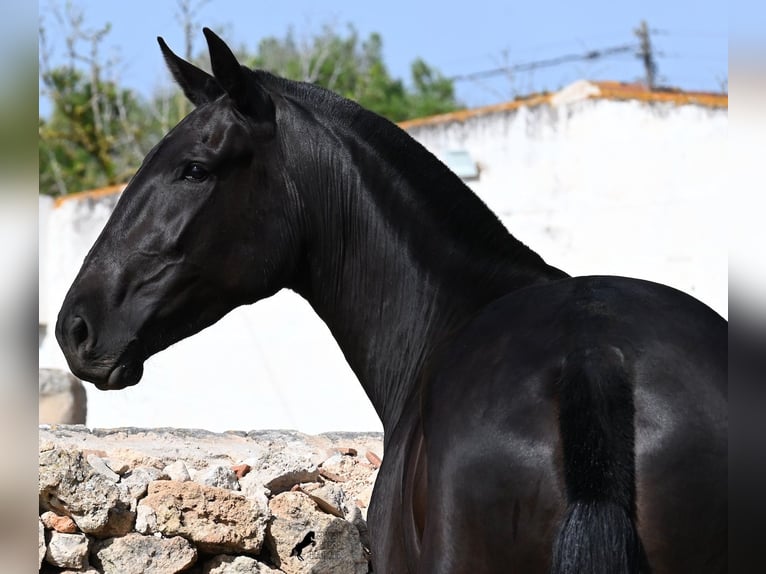 Minorquin Jument 3 Ans 166 cm Noir in Menorca