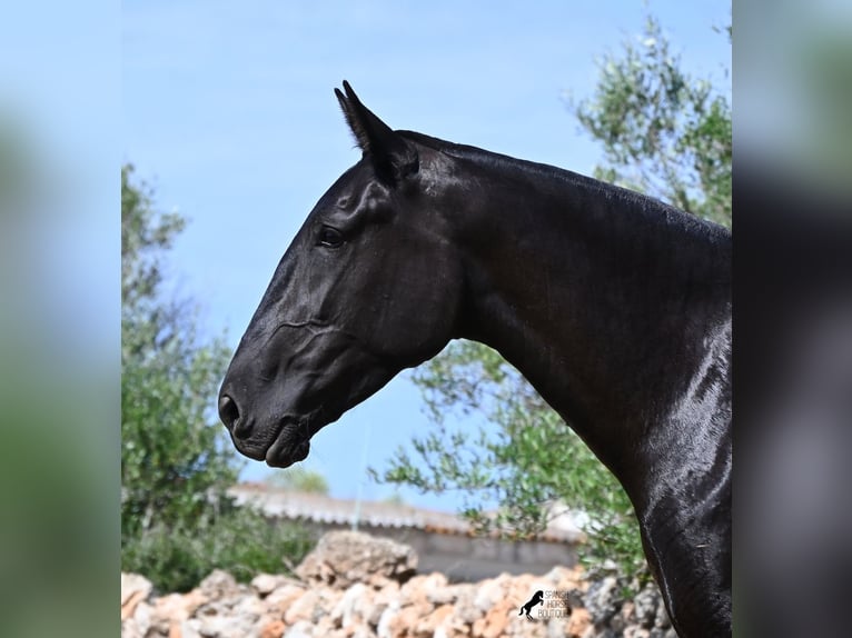Minorquin Jument 3 Ans 166 cm Noir in Menorca