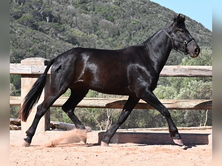 Minorquin Jument 3 Ans 167 cm Noir in Menorca