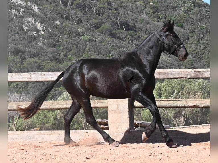 Minorquin Jument 3 Ans 167 cm Noir in Menorca