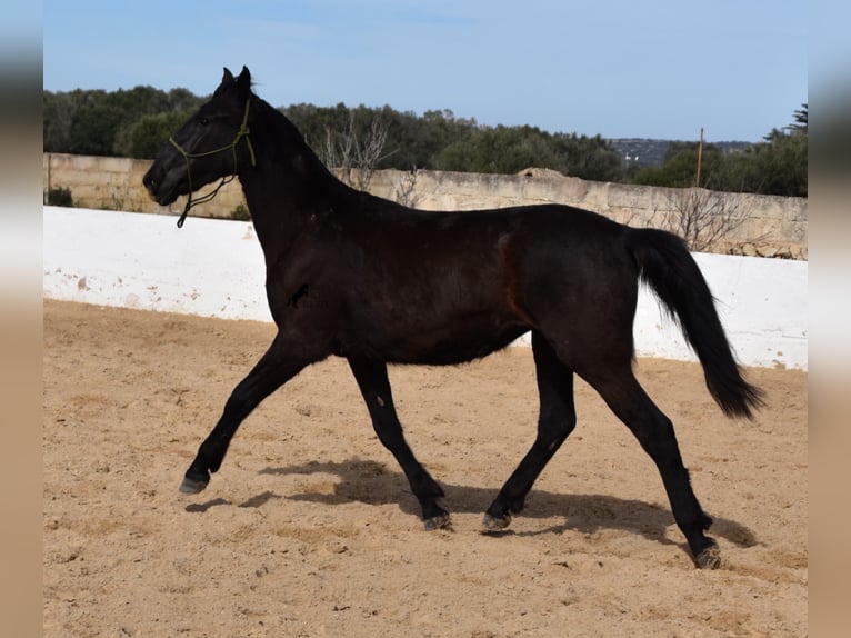 Minorquin Jument 4 Ans 152 cm Noir in Menorca