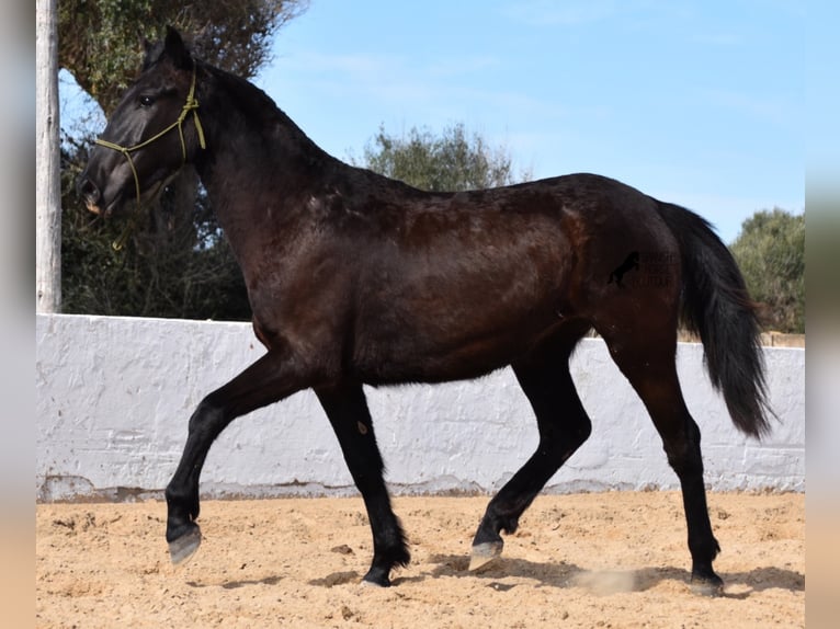 Minorquin Jument 4 Ans 152 cm Noir in Menorca