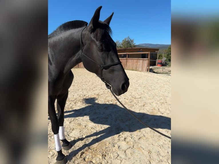Minorquin Jument 4 Ans 159 cm Noir in Saint-Clément-de-Rivière