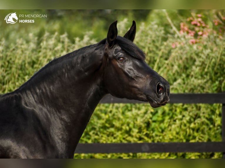 Minorquin Jument 4 Ans 159 cm Noir in Kent
