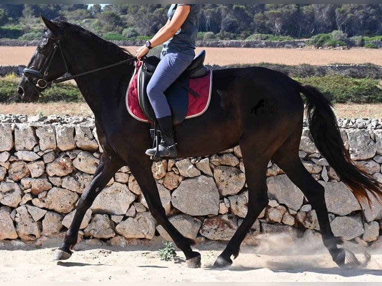 Minorquin Jument 4 Ans 161 cm Noir in Menorca