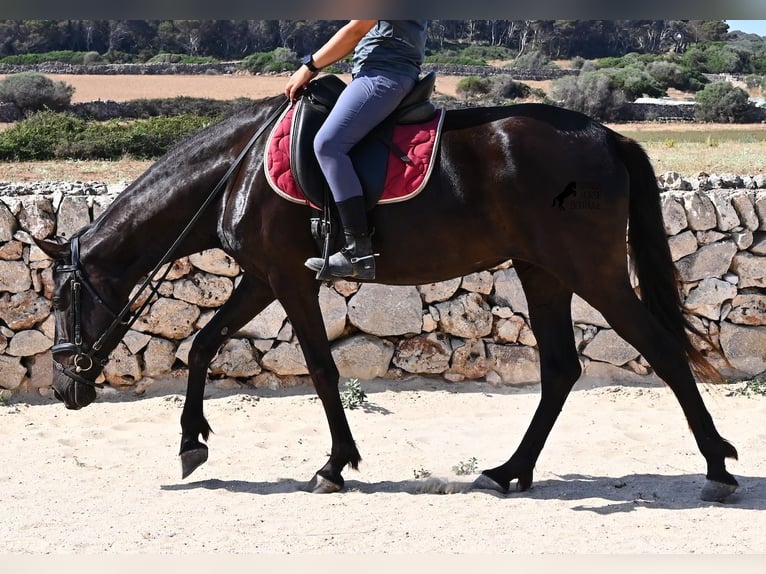 Minorquin Jument 4 Ans 161 cm Noir in Menorca