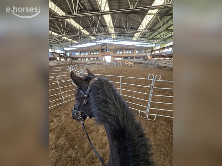 Minorquin Jument 5 Ans 155 cm Noir in Wien