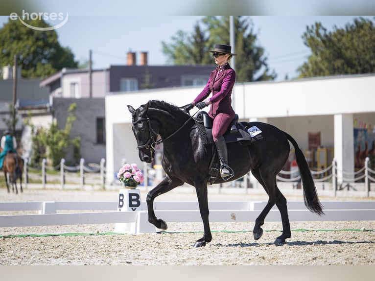 Minorquin Jument 5 Ans 155 cm Noir in Wien
