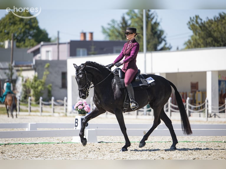 Minorquin Jument 5 Ans 157 cm Noir in Vysoká Pri Morave