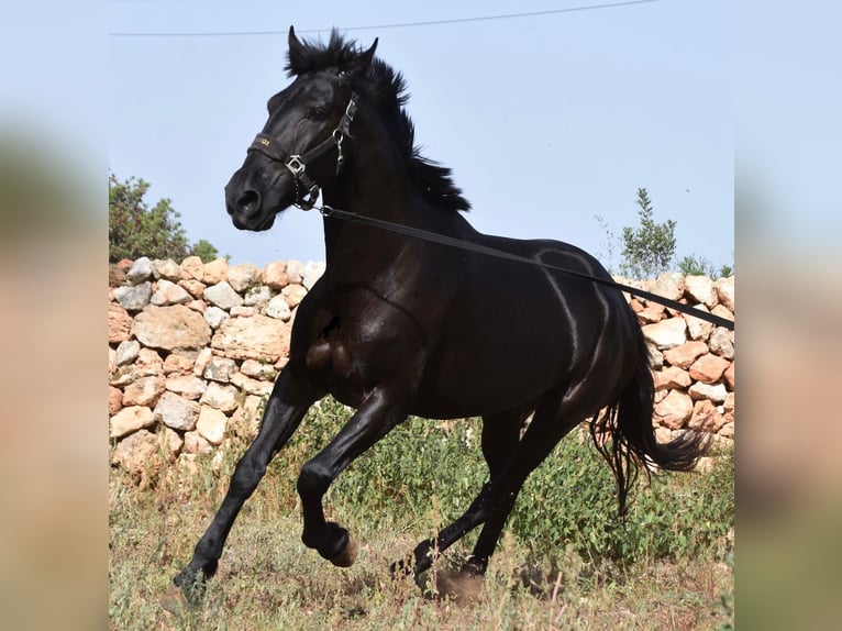 Minorquin Jument 5 Ans 158 cm Noir in Menorca