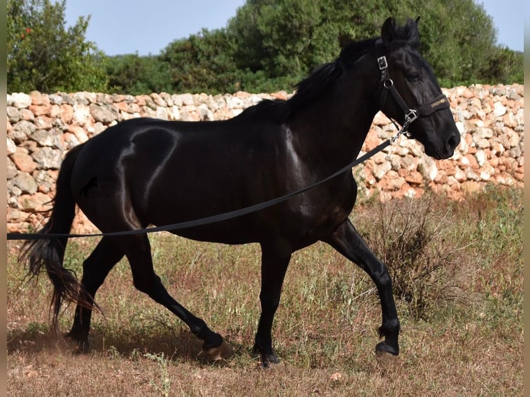 Minorquin Jument 5 Ans 158 cm Noir in Menorca