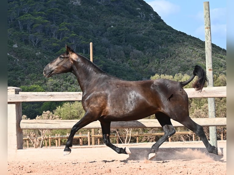 Minorquin Jument 5 Ans 159 cm Noir in Menorca