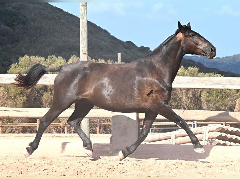 Minorquin Jument 5 Ans 159 cm Noir in Menorca