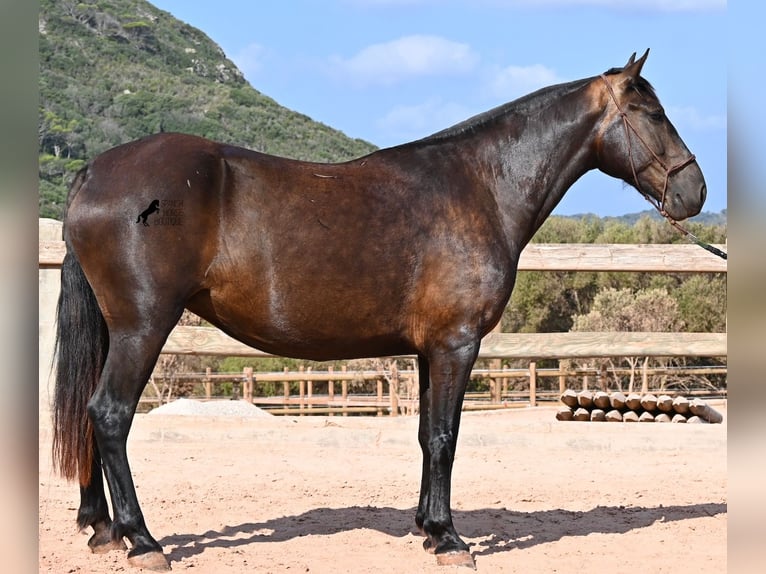 Minorquin Jument 5 Ans 159 cm Noir in Menorca