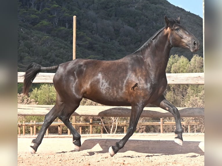 Minorquin Jument 5 Ans 159 cm Noir in Menorca