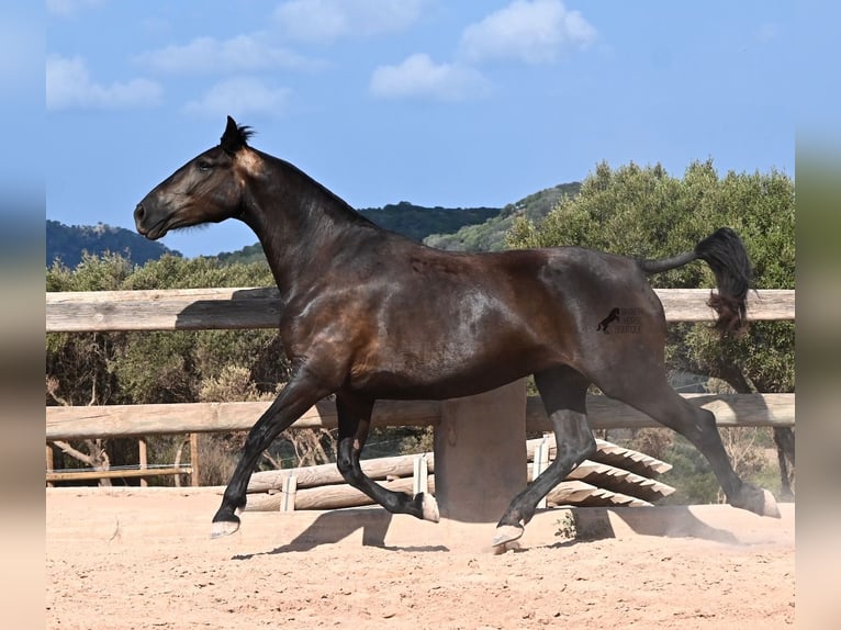 Minorquin Jument 5 Ans 159 cm Noir in Menorca