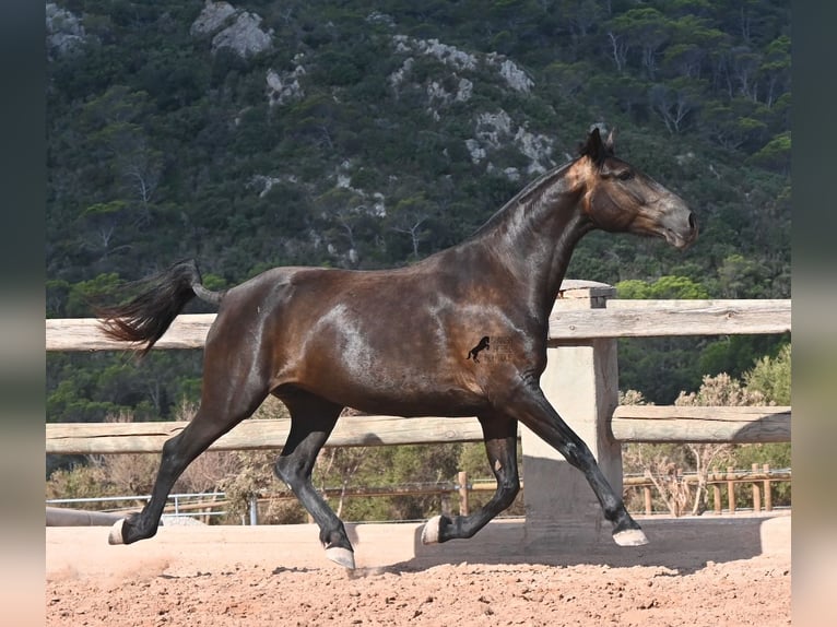 Minorquin Jument 5 Ans 159 cm Noir in Menorca