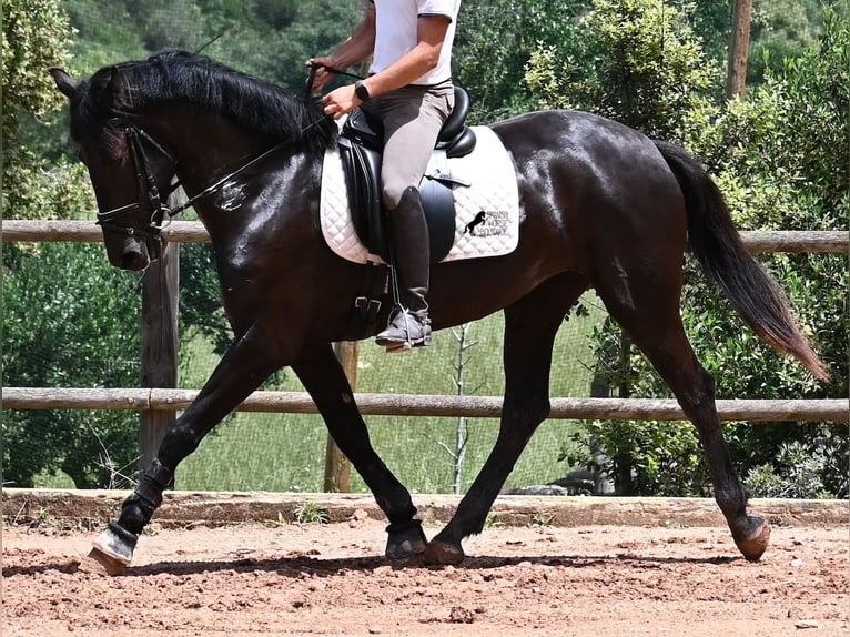 Minorquin Jument 5 Ans 165 cm Noir in Menorca
